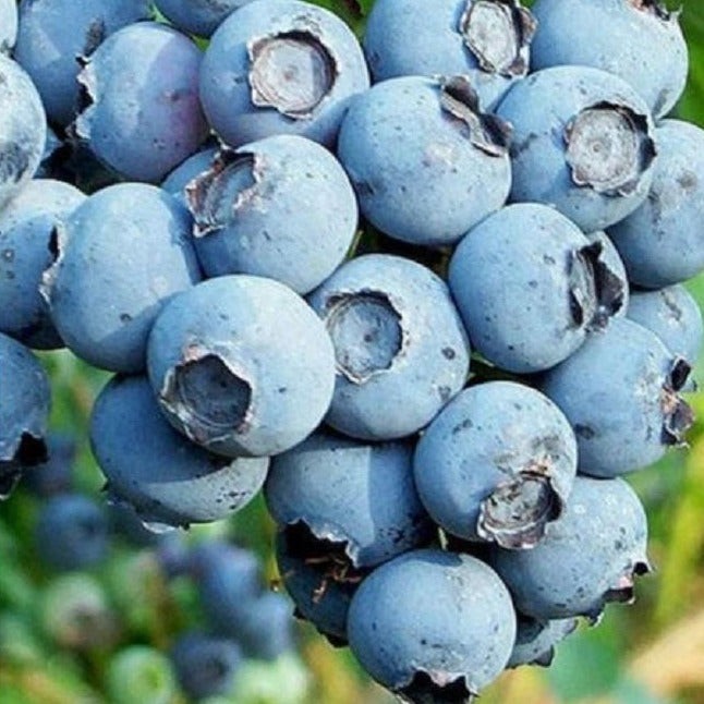 Blueberry Duke Live Plant Early Season Cold Hardy Fruit Bush