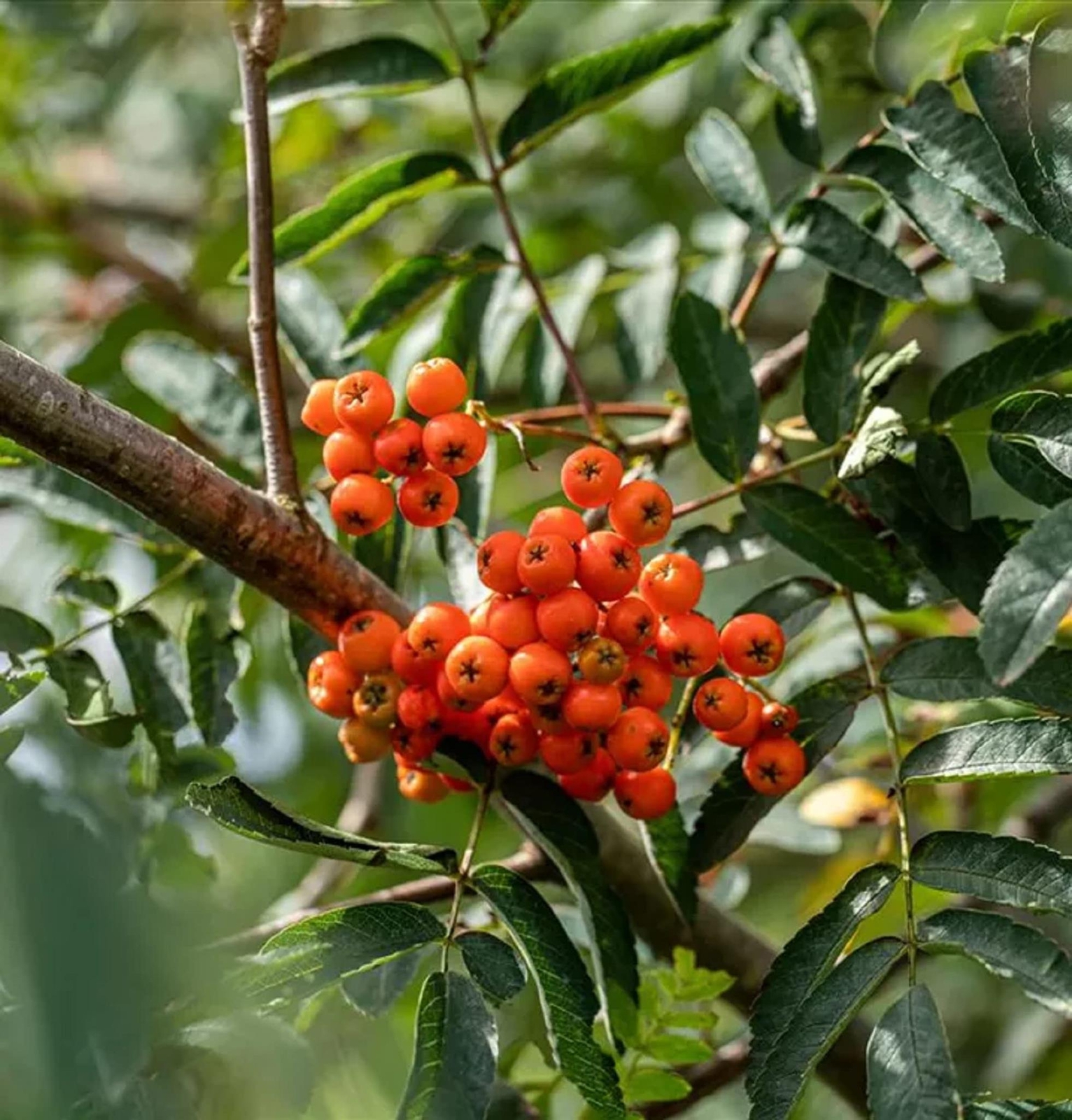 CHUXAY GARDEN Sorbus Aucuparia-Rowan,European Mountain Ash 50 Seeds Dwarf Shrub