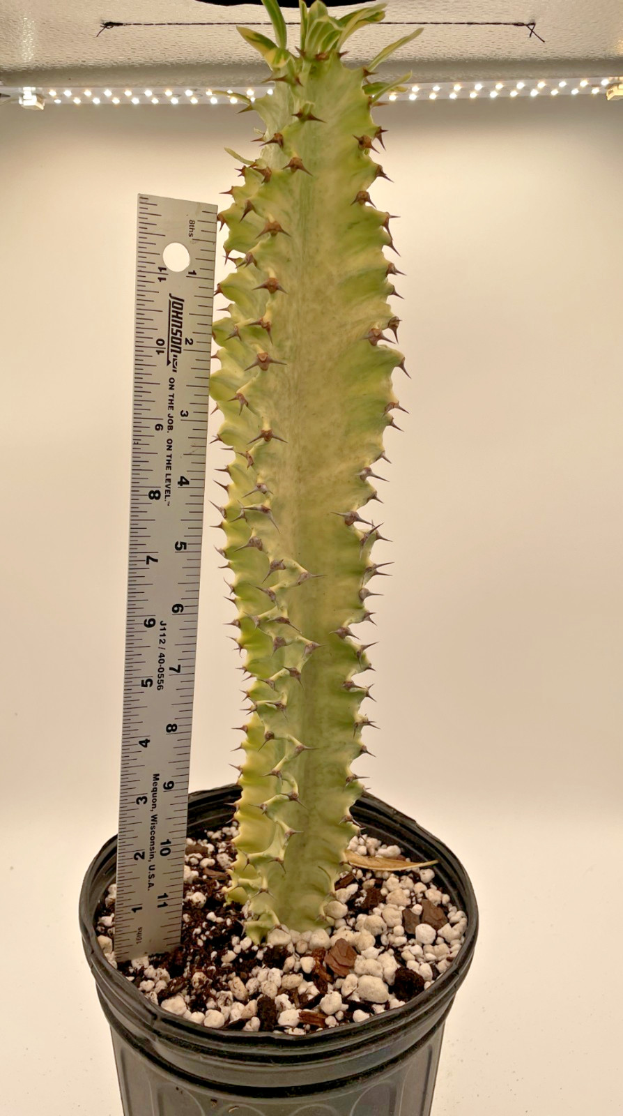 Euphorbia Ammak Variegata – In Gallon Pot – Super Healthy! No Ship to Cali Or AZ