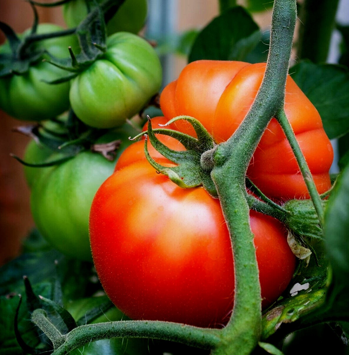 Red Beefsteak Tomato Seeds – 50 Seeds