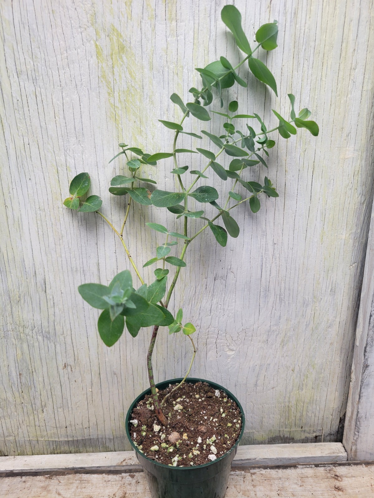 Small-leaved Gum Eucalyptus Parvifolia live tree in a 4″ pot