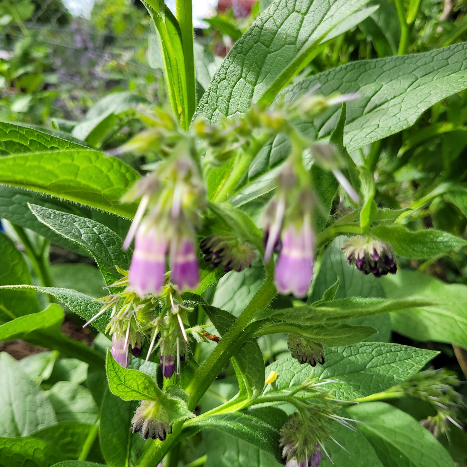 Russian Bocking 14 (Symphytum × uplandicum) 1-3 inch 10 Comfrey Root Cuttings
