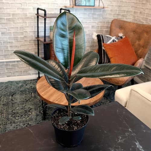Burgundy Ficus Live Tree (16″ Tall) in 6″ Pot – Air Purifying Rubber Plant