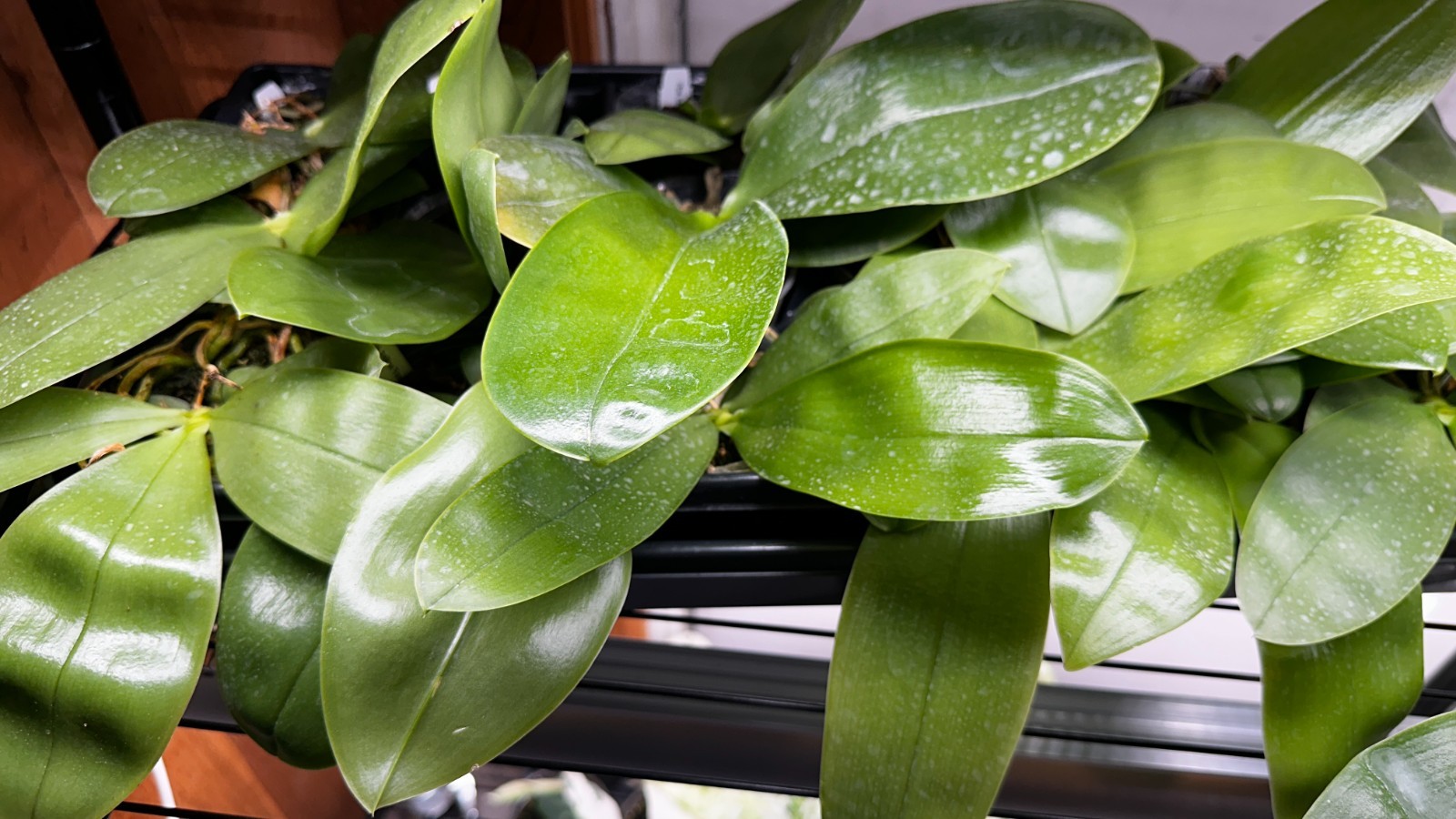Phalaenopsis bellina ‘Fire’ x sib [IN SPIKE]