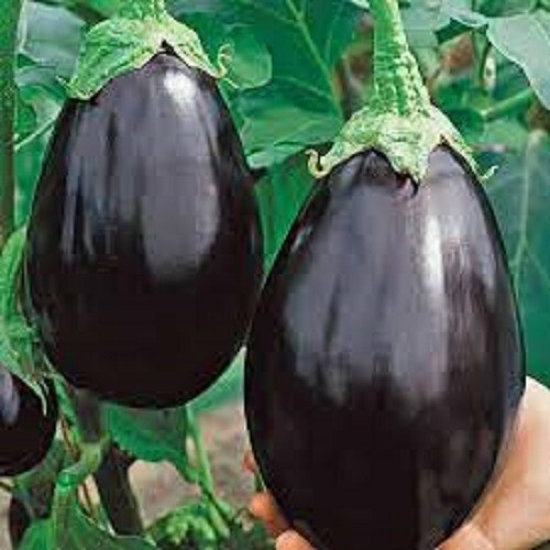 Premium Black Beauty Eggplant – Fresh Organic Heirloom Seeds – Most Popular Ever
