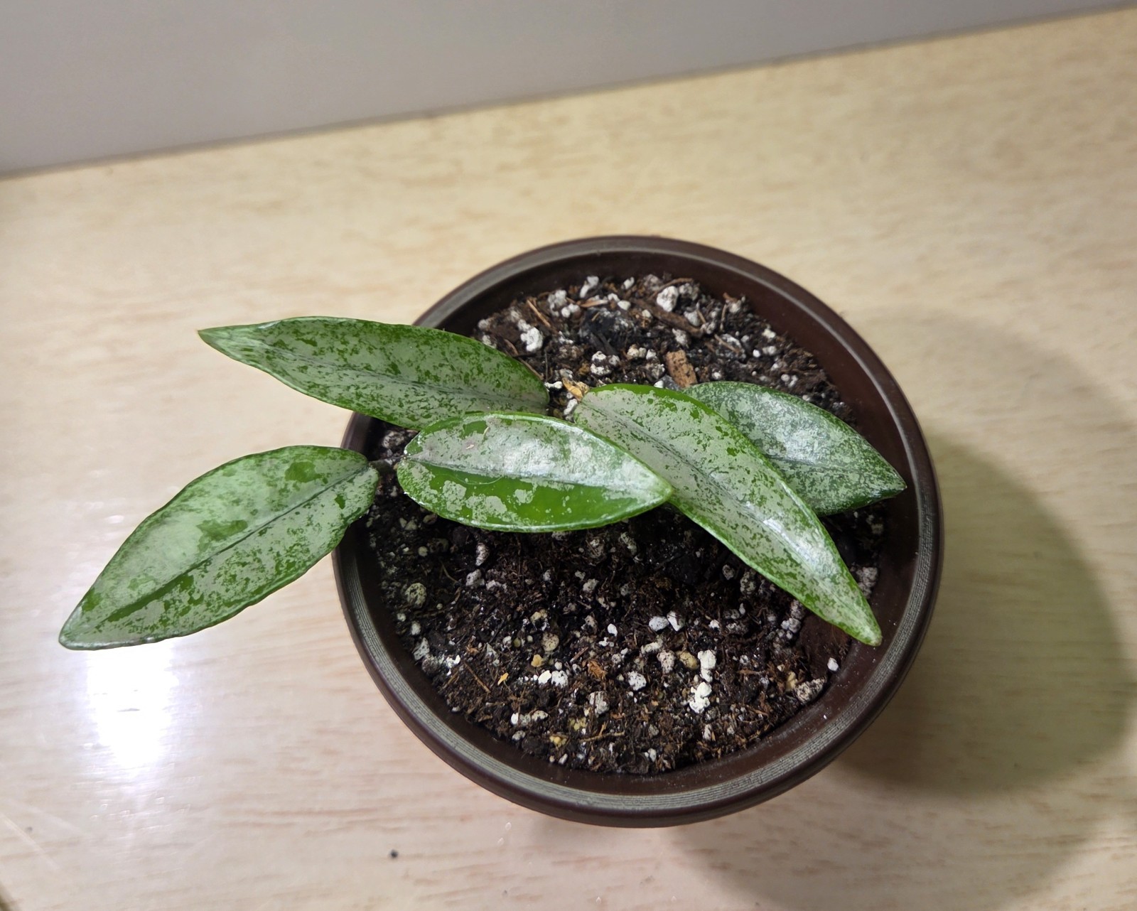 Hoya carnosa ‘Wilbur Graves’ (Russia)