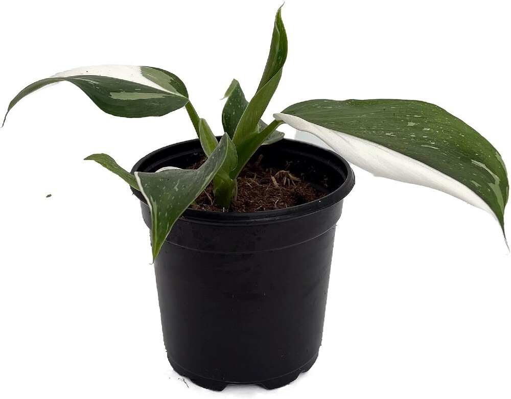 Wizard White Easy Philodendron Green Variegated Leaves Indoors Live Plant 4″ Pot