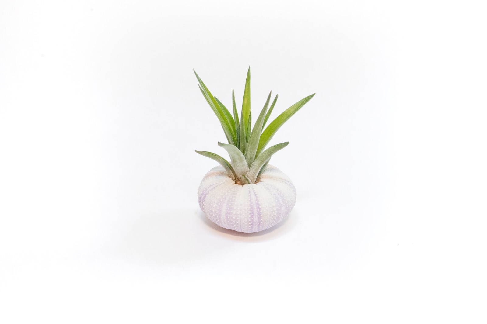 3 Pack Purple Sea Urchins with Assorted Air Plants – Easy Care Tillandsia