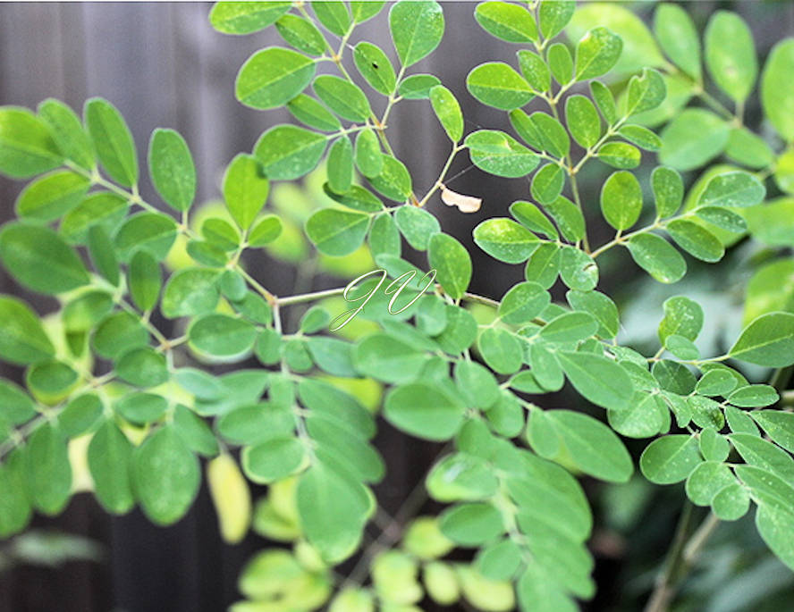 Tropical Seeds -Moringa oleifera PKM 2 -10 Seeds for Planting