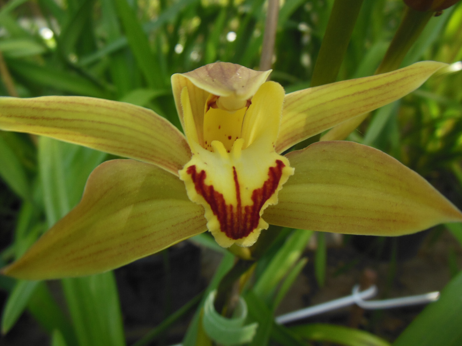 Cymbidium Orchid Green RHS Award Winning ‘Lowianum’ ~ Budding or Blooming ~