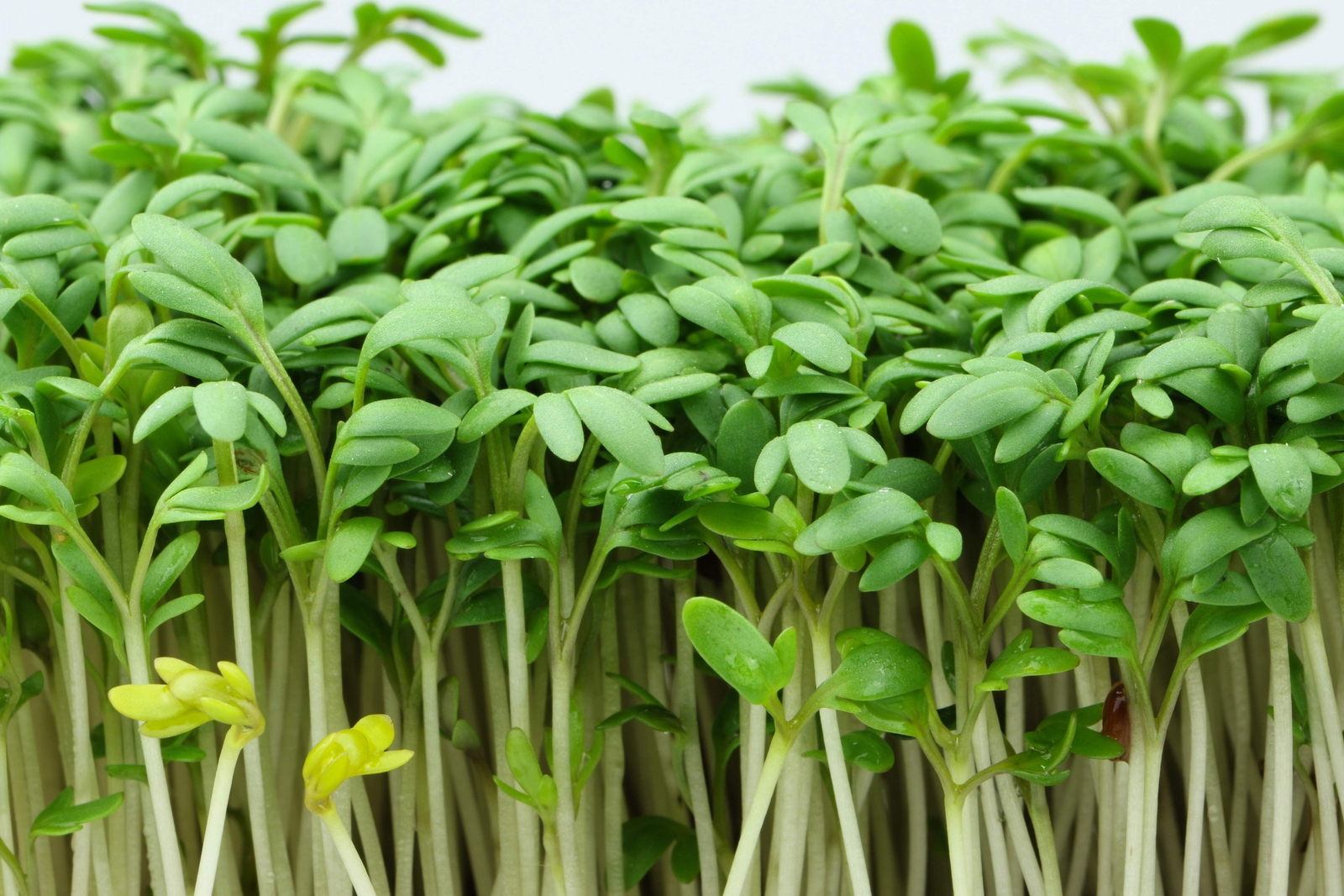 1000 Fine Curled PEPPERGRASS PEPPERCRESS WATERCRESS Lepidium Sativum Seeds