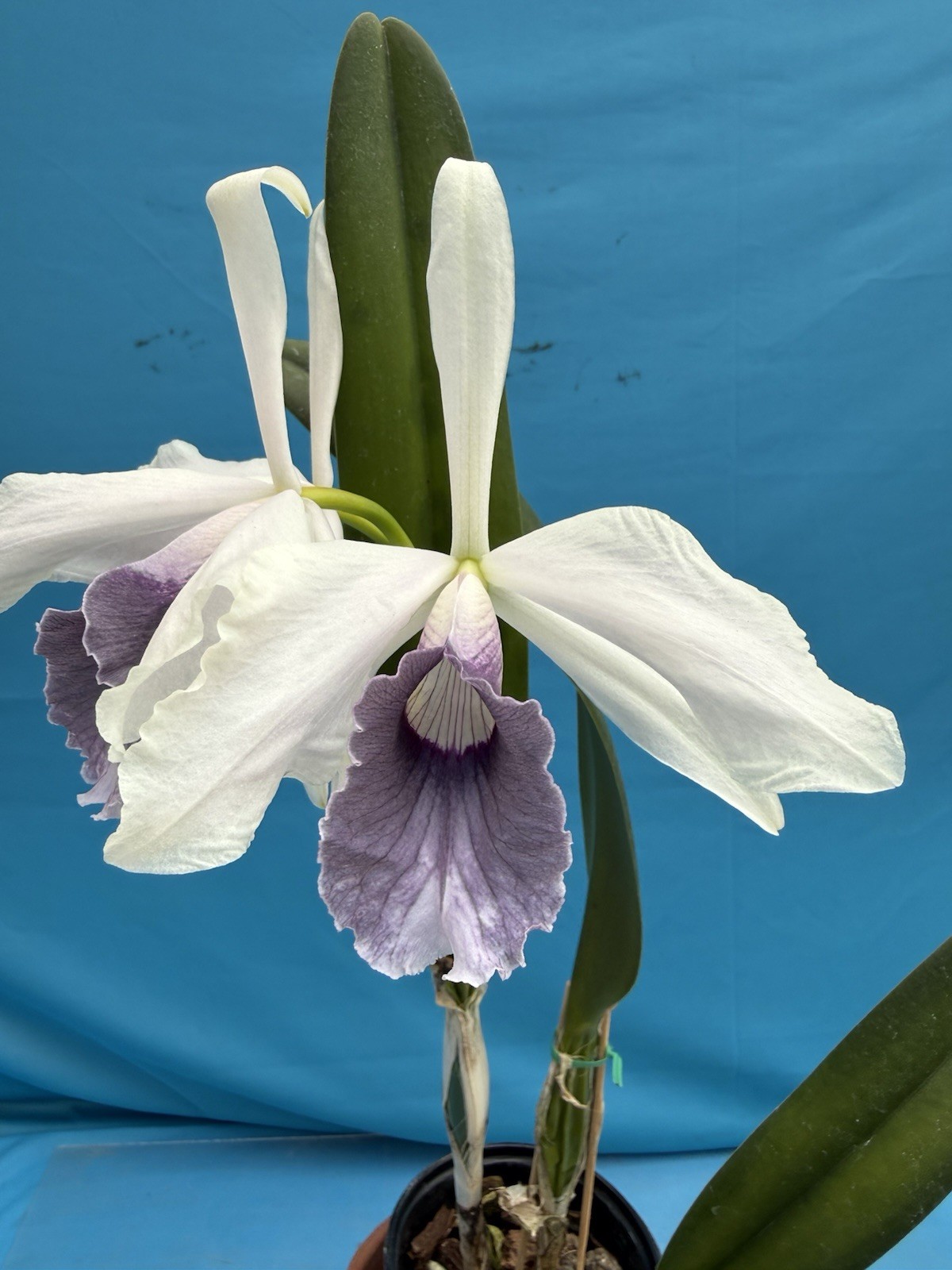 Cattleya purpurata Werkhauseri ‘Valley Isle’ X ‘AWZ USA’ Orchid Species 4” Pot