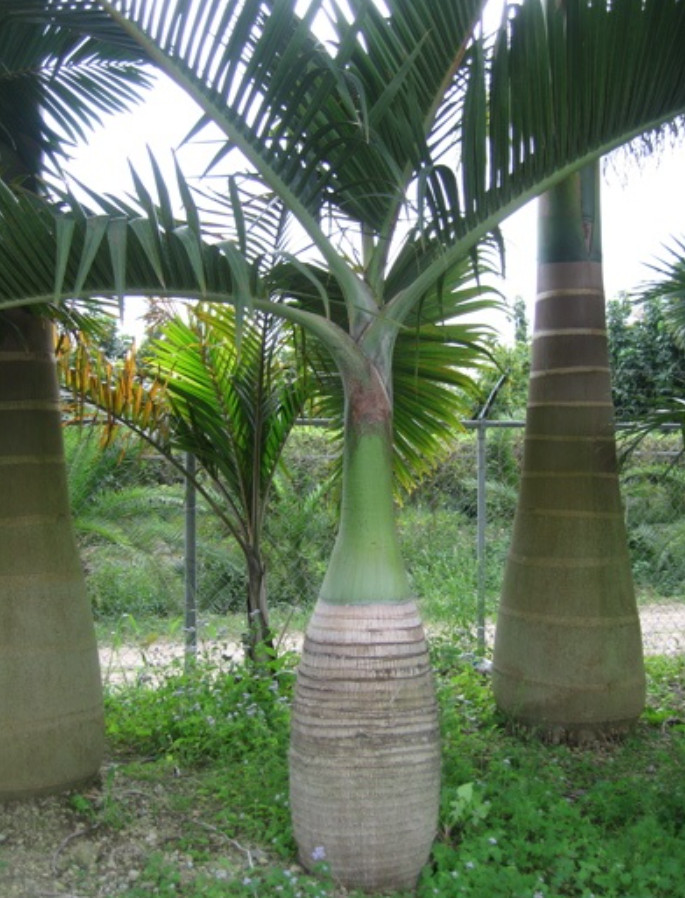 Live Buccaneer Palm Tree – 3 Gal Pot – Coastal Ornamental Palm – No Ship to CA