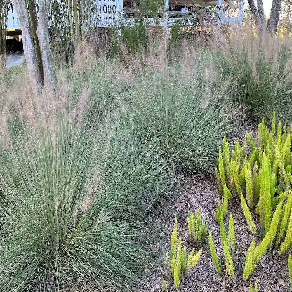 3 Gal. Pink Muhly Grass