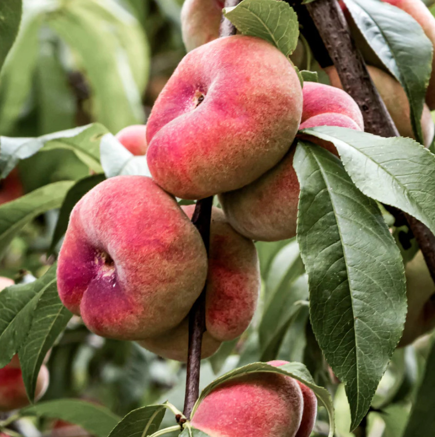 Live Donut Peach Tree – 3 Gal Pot – Approx. 2-3 Feet Tall – Fruit-Bearing Tree
