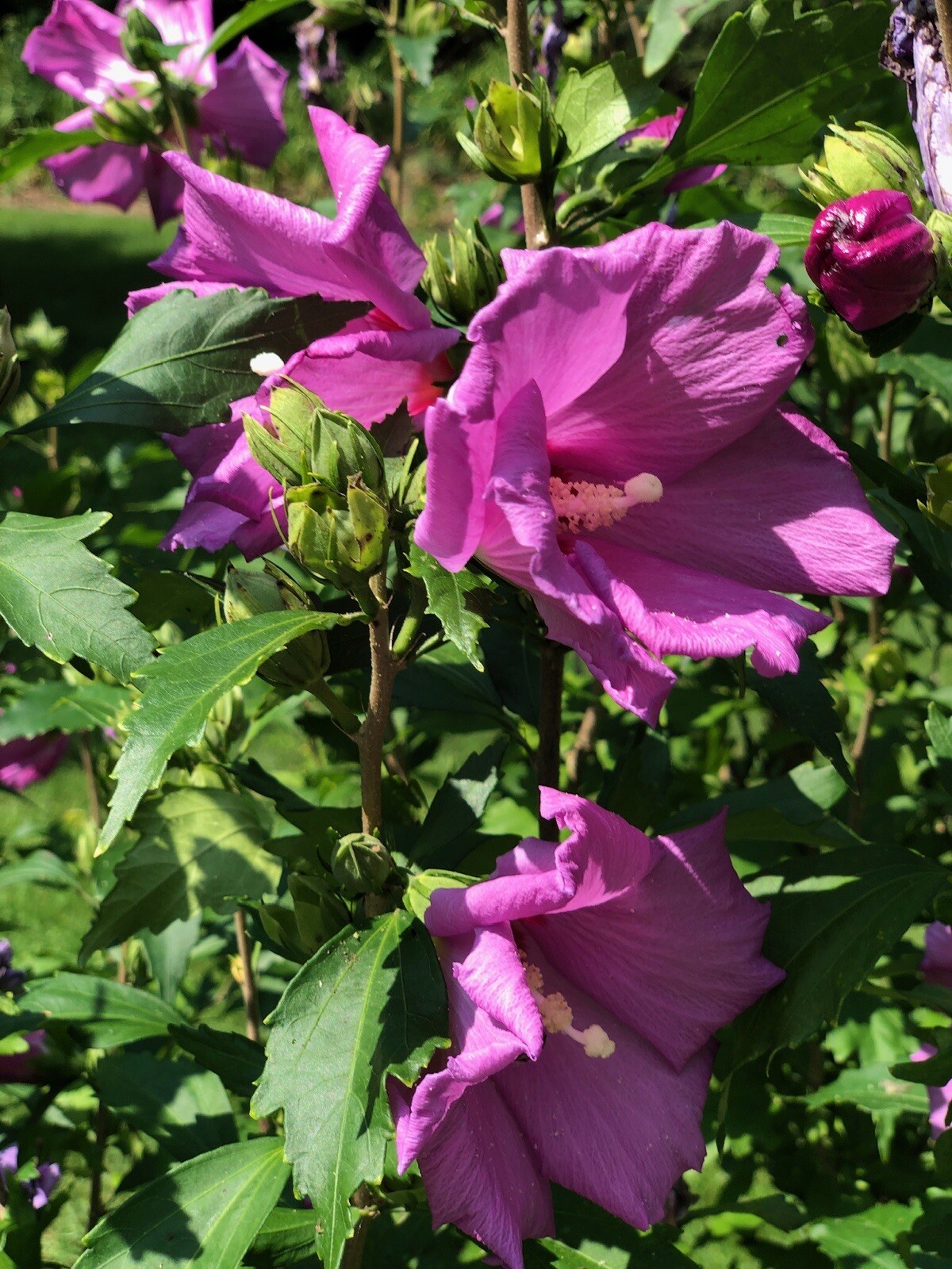 (2) Hardy Hybiscus Rose of Sharon live starter plants. Zones 5-9