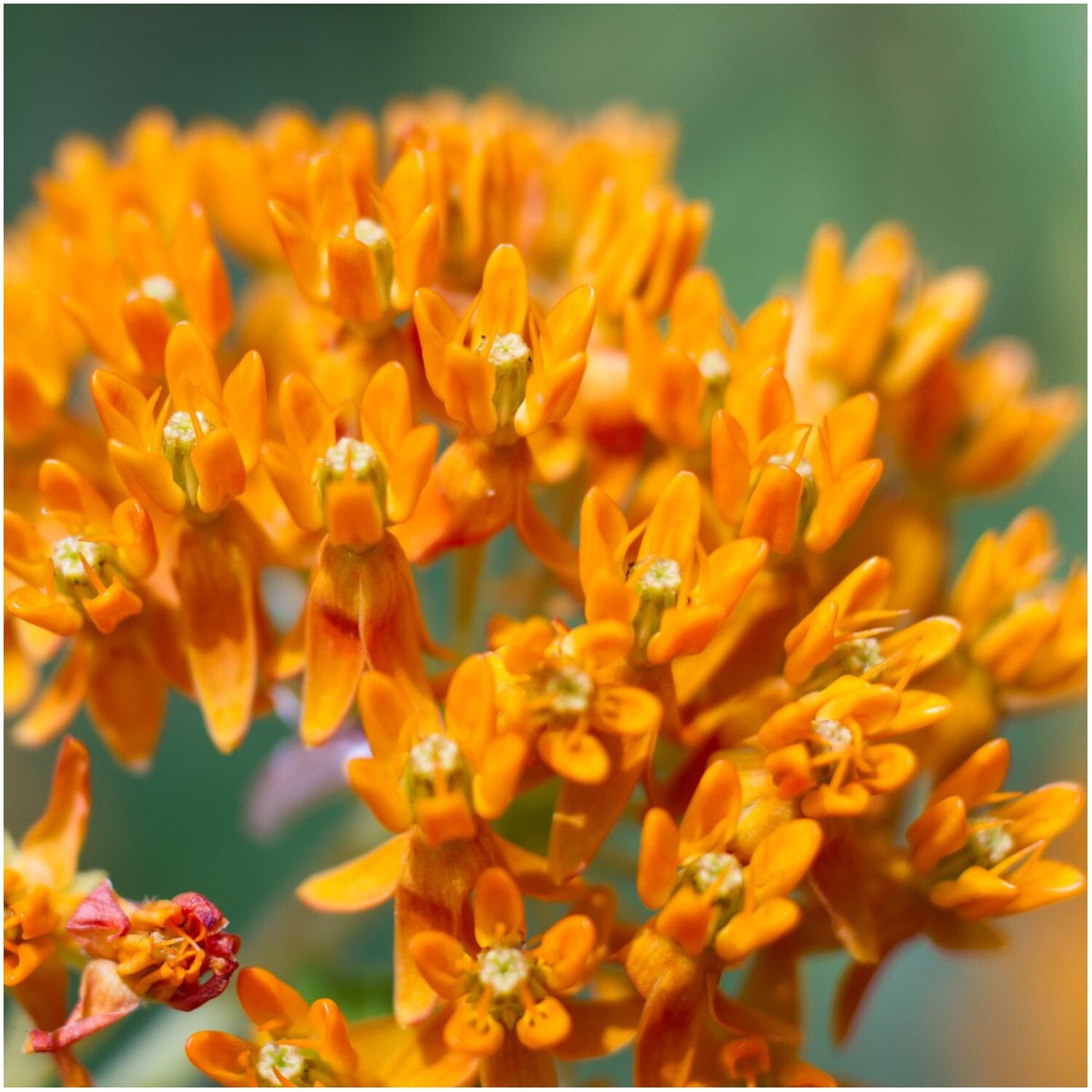 Seed Needs, Butterfly Milkweed Seeds for Planting (Asclepias tuberosa) Twin P…