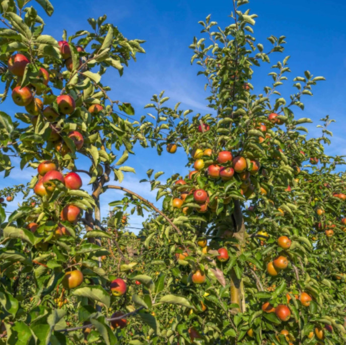 Fuji Apple Seedling Plant – 7-10″ Tall – Fruit Tree for Backyard Orchard, Garden