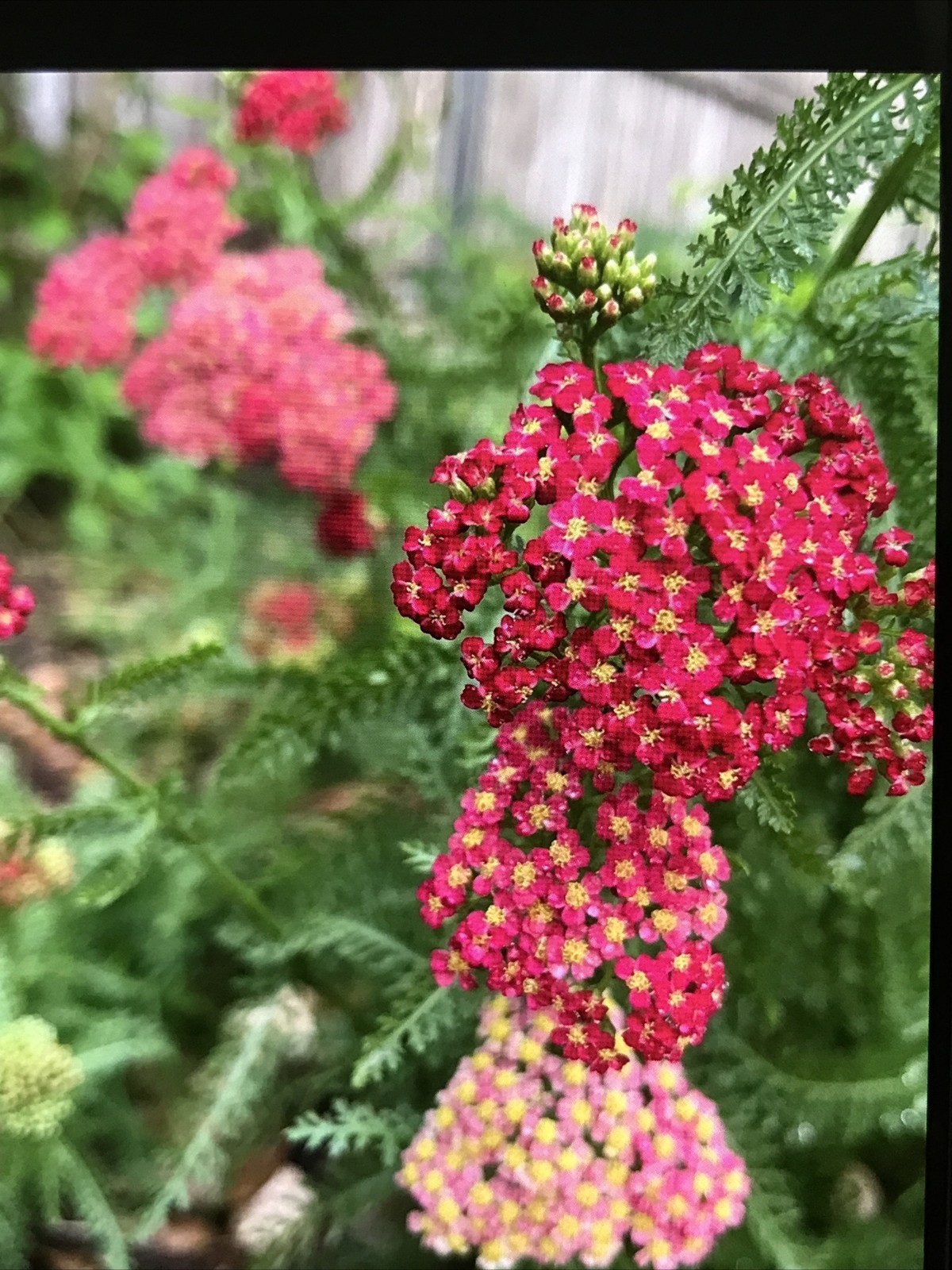 4 yarrow plants （two different colors）