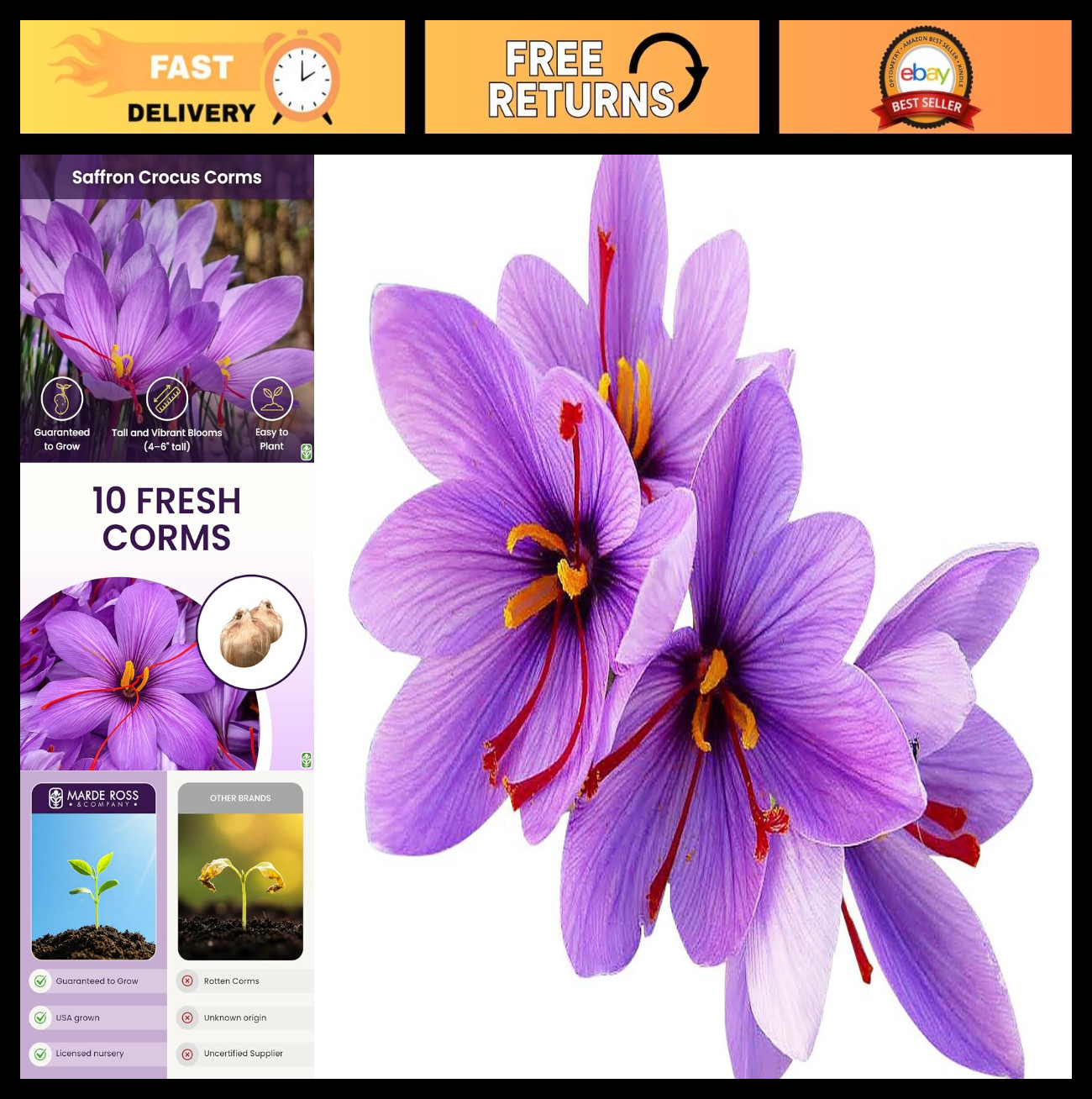 10 Large Saffron Crocus Corms – Purple Blooms, Perennial Bulbs for Outdoor Plant