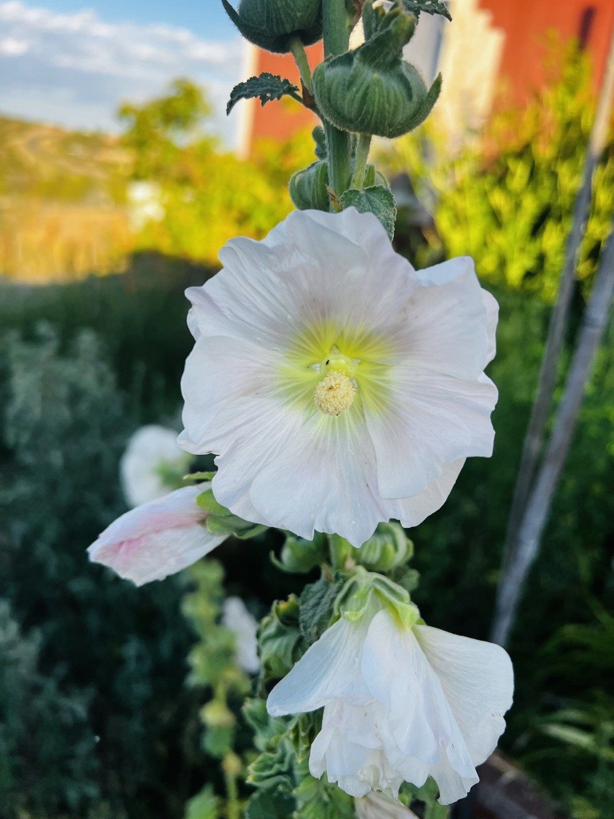 Palest Pink Hollyhock Seeds . 2026 Seed.
