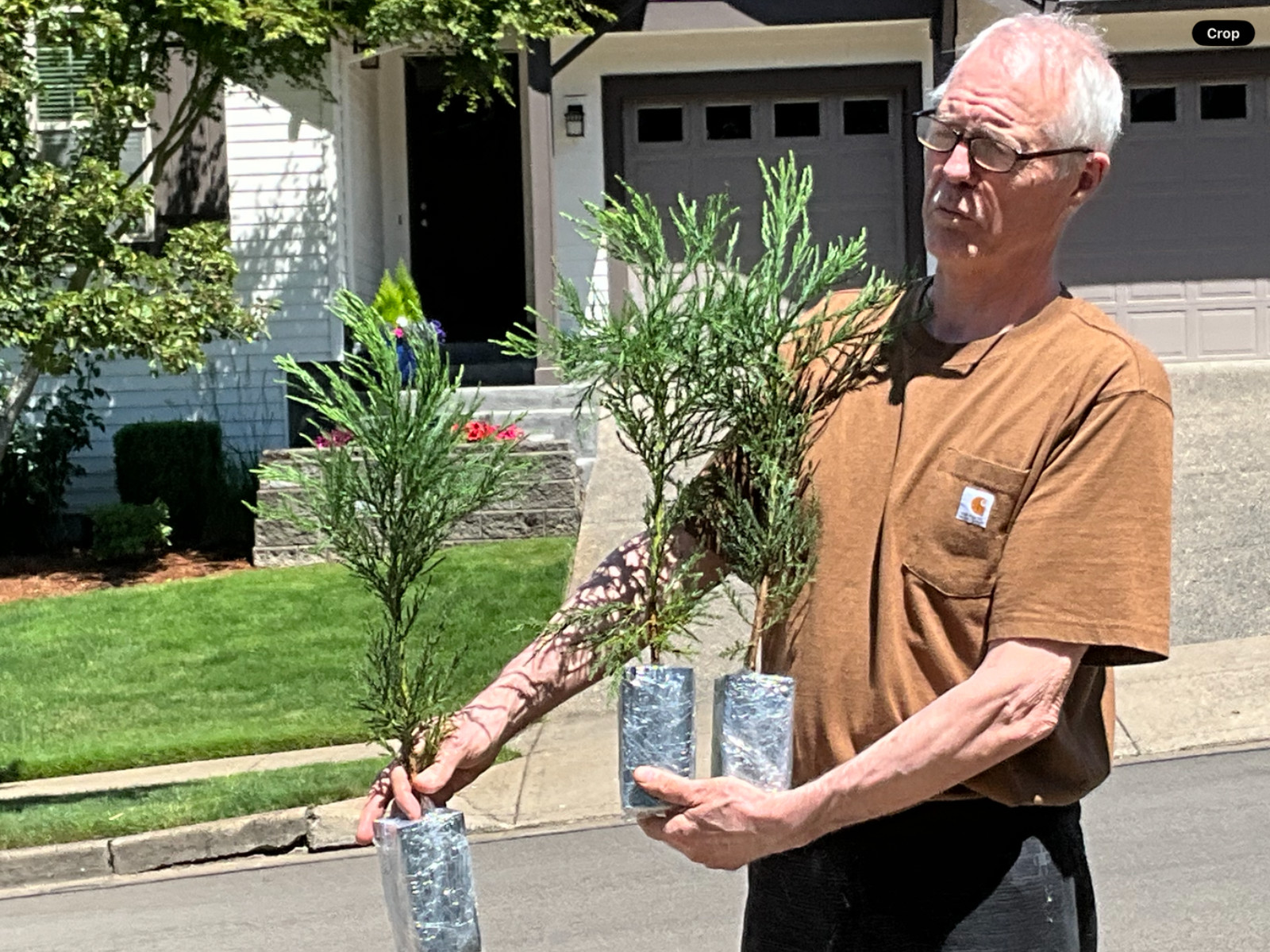 8 GIANT SEQUOIA Redwood Trees, you’re buying 8 trees