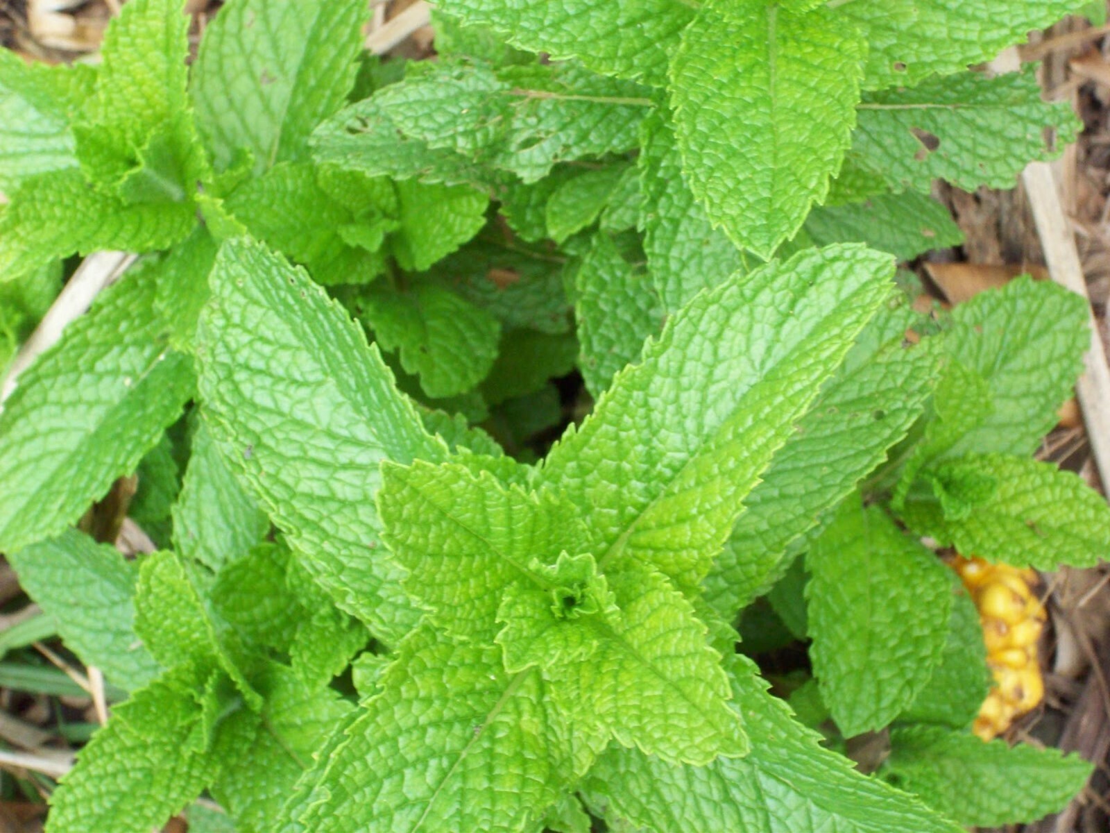 500 SPEARMINT SEEDS Mentha spicata Mint Tea NonGMO