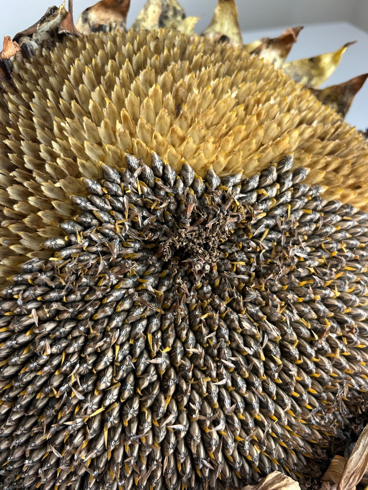 30+ Giant Titan Sunflower Seeds Extra Large Heads Big Fat Seeds