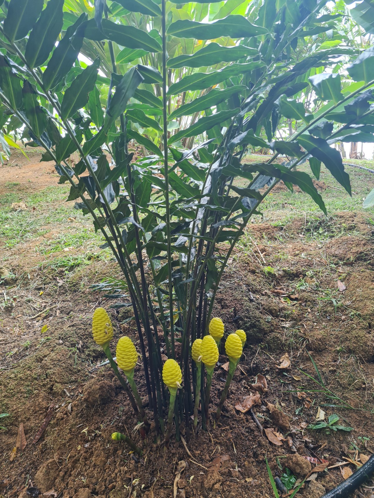 EARLY YELLOW SHAMPOO GINGER LIVE RHIZOME PLANT EXOTIC TROPICAL ZINGIBER