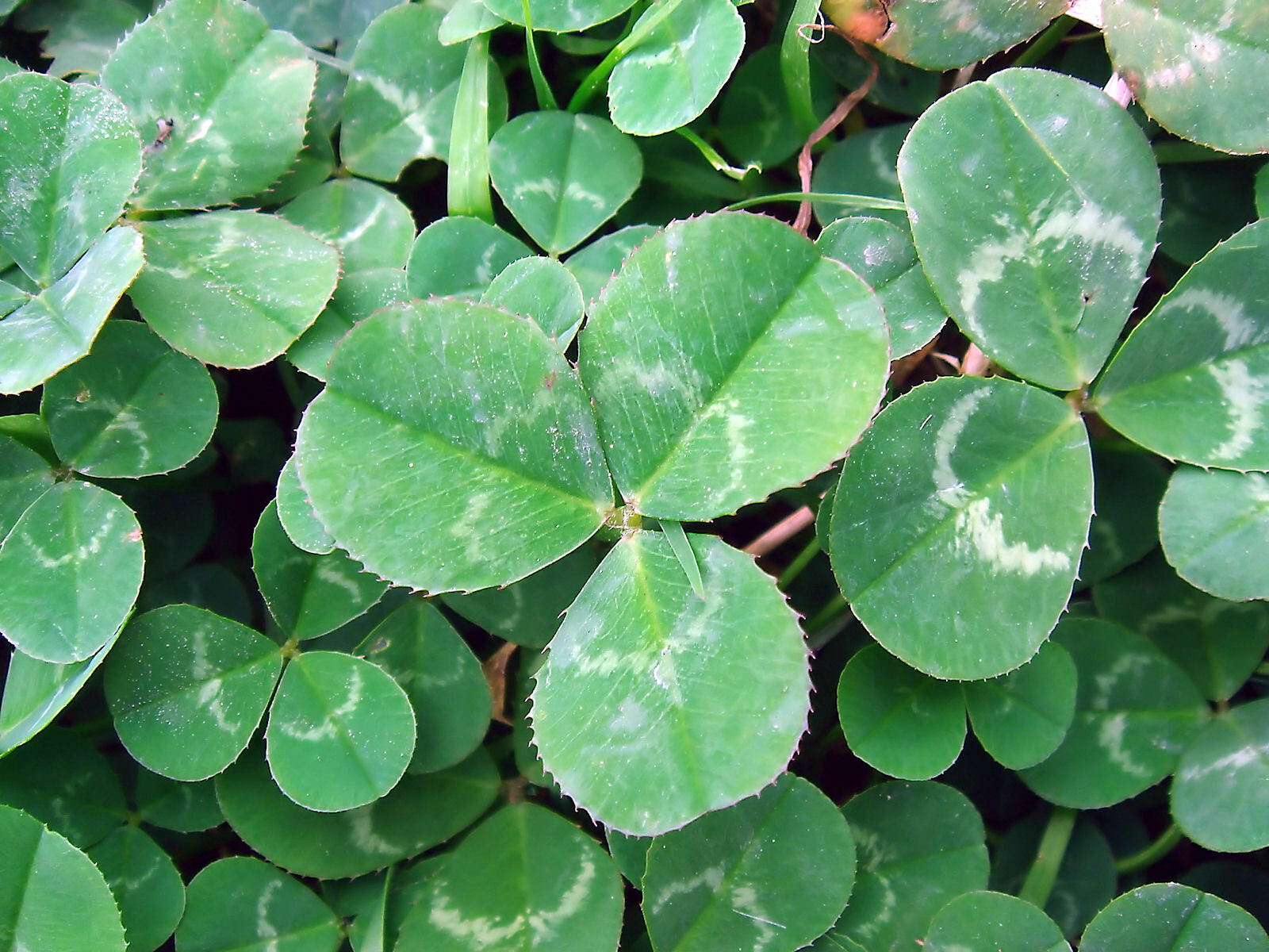 20 grams White Ladino Clover seed. Stabilize Nitrogen, Feed Bees! Pasture Forage