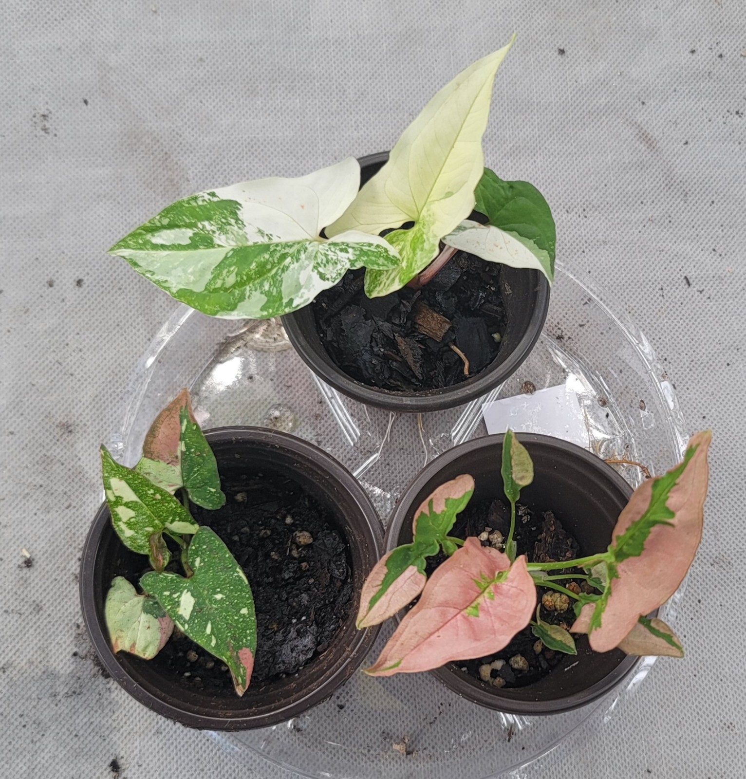 3 Bundle Syngonium Albo, Red Spot Tri-color, & Pink Lava, House Plants, Gift, 3″