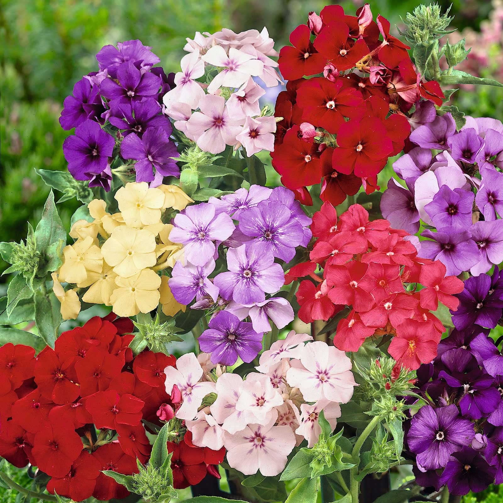 Mixed Phlox Seeds for Planting – Phlox Seeds Creeping Perennial Ground Cover …