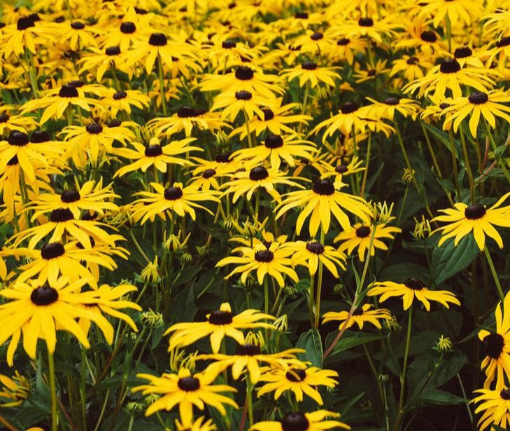 Rudbeckia ‘Goldsturm” 25 Plants in 3-1/2 inch Pots