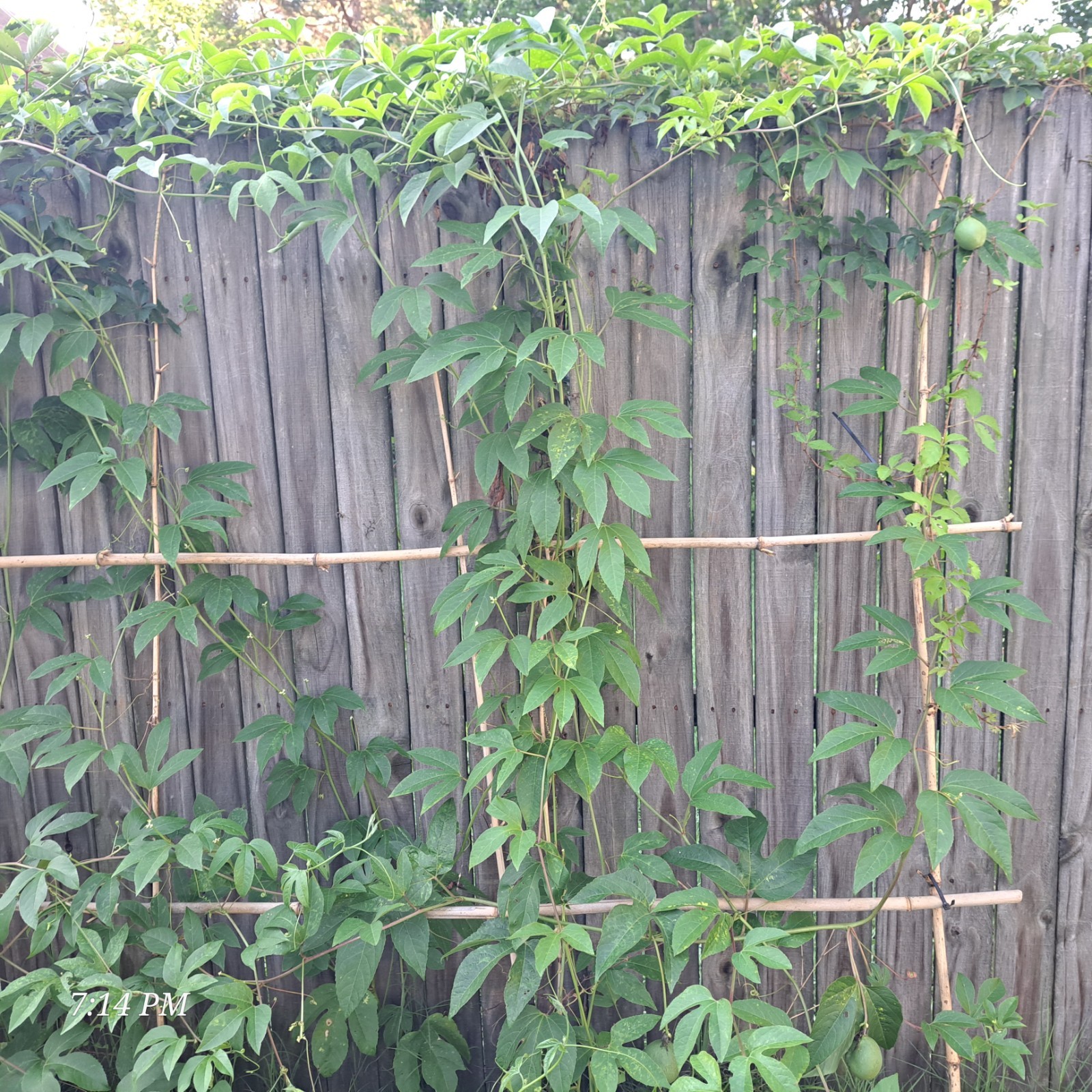 passion flower live plant/Maypop (buy one get one free for good measure)