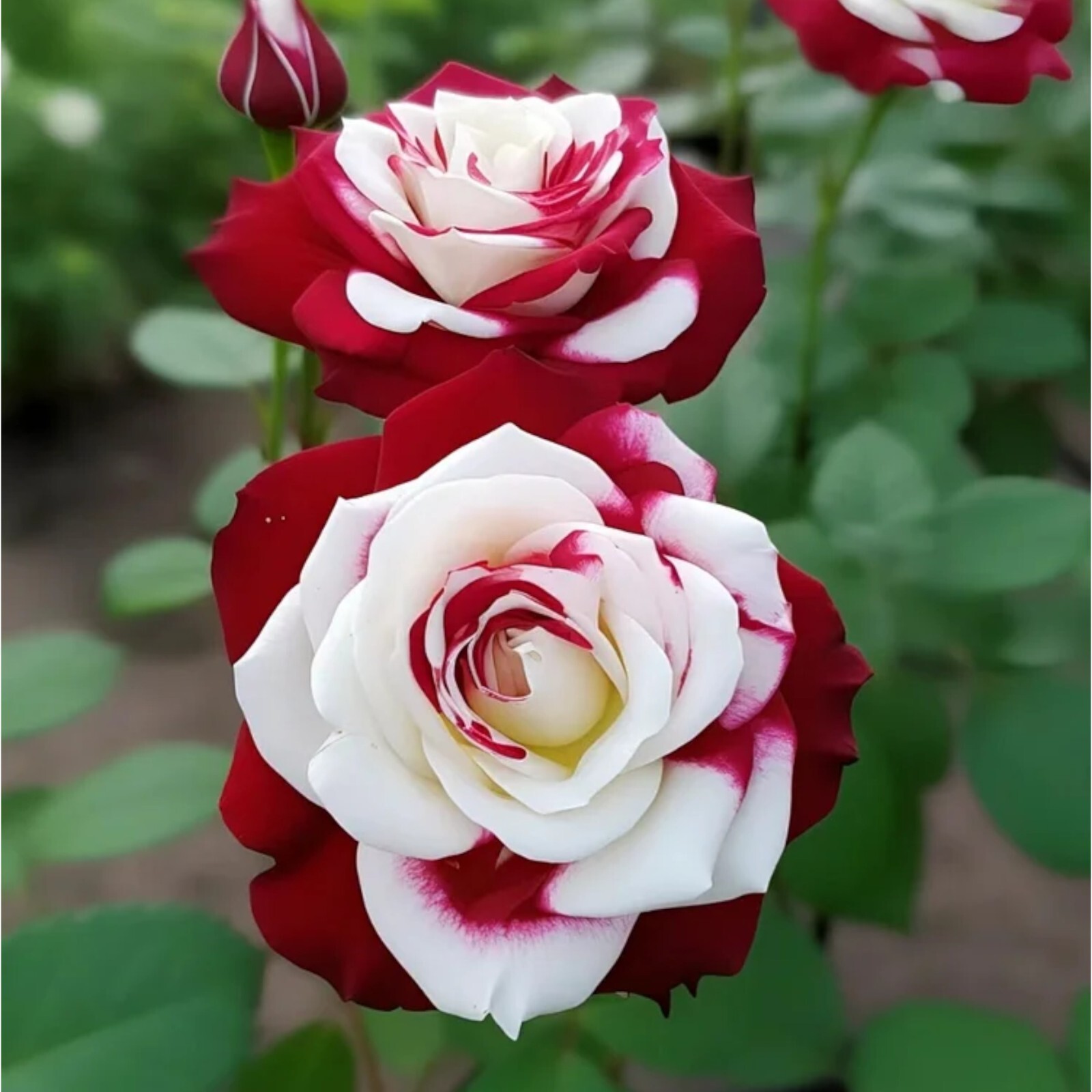 Non-GMO 20pcs Rare Twin Roses Seeds – Heirloom Variety with Stunning Sunset Hues