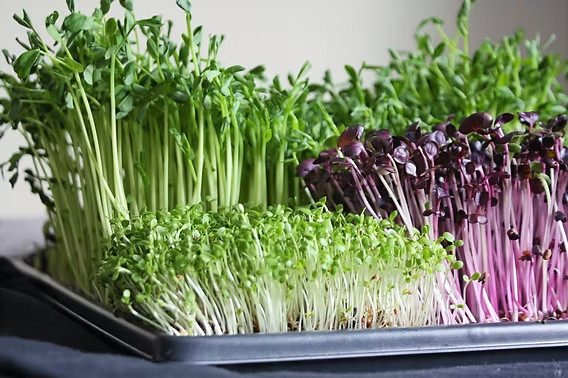 Organic MICROGREEN Seeds | Fresh Heirloom Non GMO Sprouting Seeds