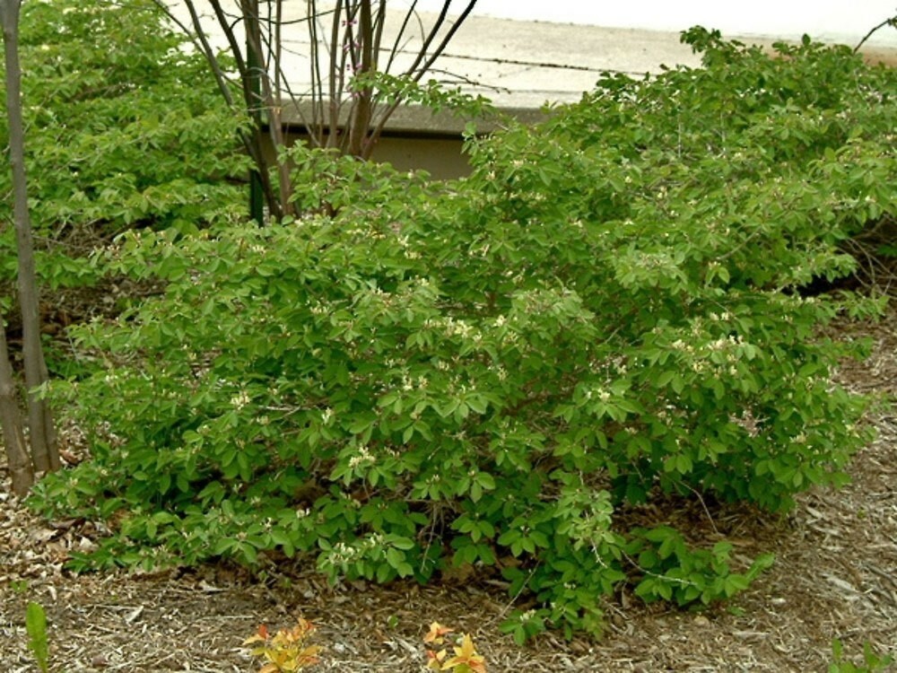 Lonicera xylosteum | European Fly Honeysuckle | 50_Seeds