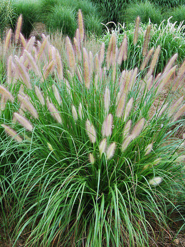 60 Fountain Grass Seeds Pennisetum Alopecuroides~Brooklyn Botanical Gardens Club