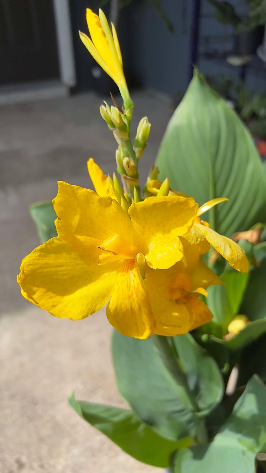 Cannova Yellow Canna Lily Live Plant 4″ Pot Dwarf Heat Tolerant Tropical Flower