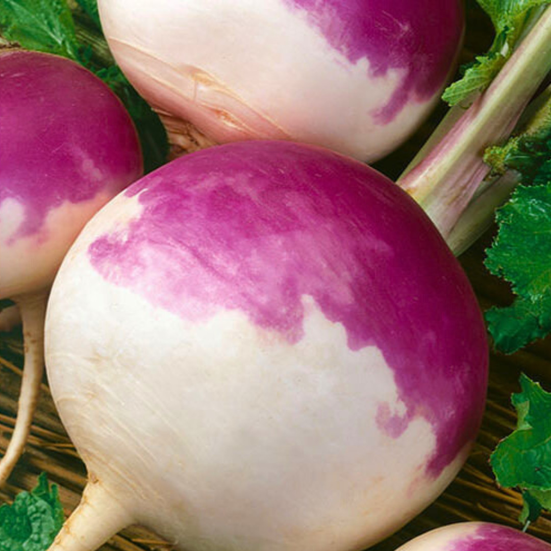 Fresh Purple Top Turnip Seeds | Heirloom Non-GMO | Fresh Vegetable Seeds