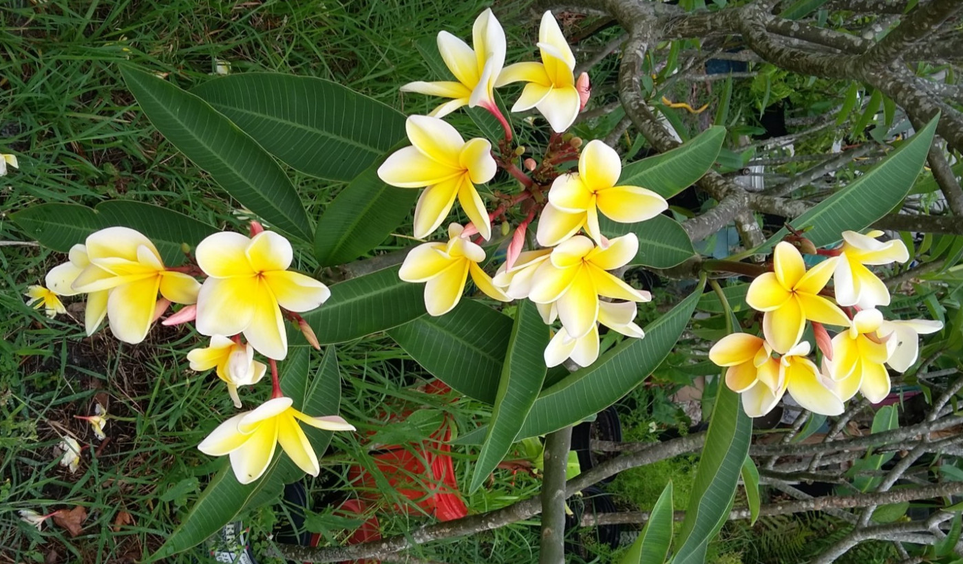 TEN 10 PLUMERIAFRANGIPANI HULAGIRL HAWAII LEI FLOWER CUTTING 8-12″ TEN CUTTINGS