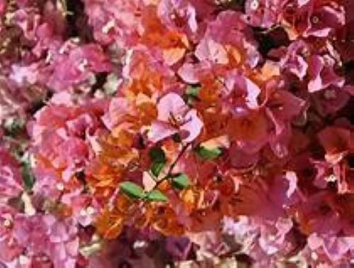 4” Pot of ROSENKA Live Rooted Bougainvillea Plant-Height & Fullness Varies