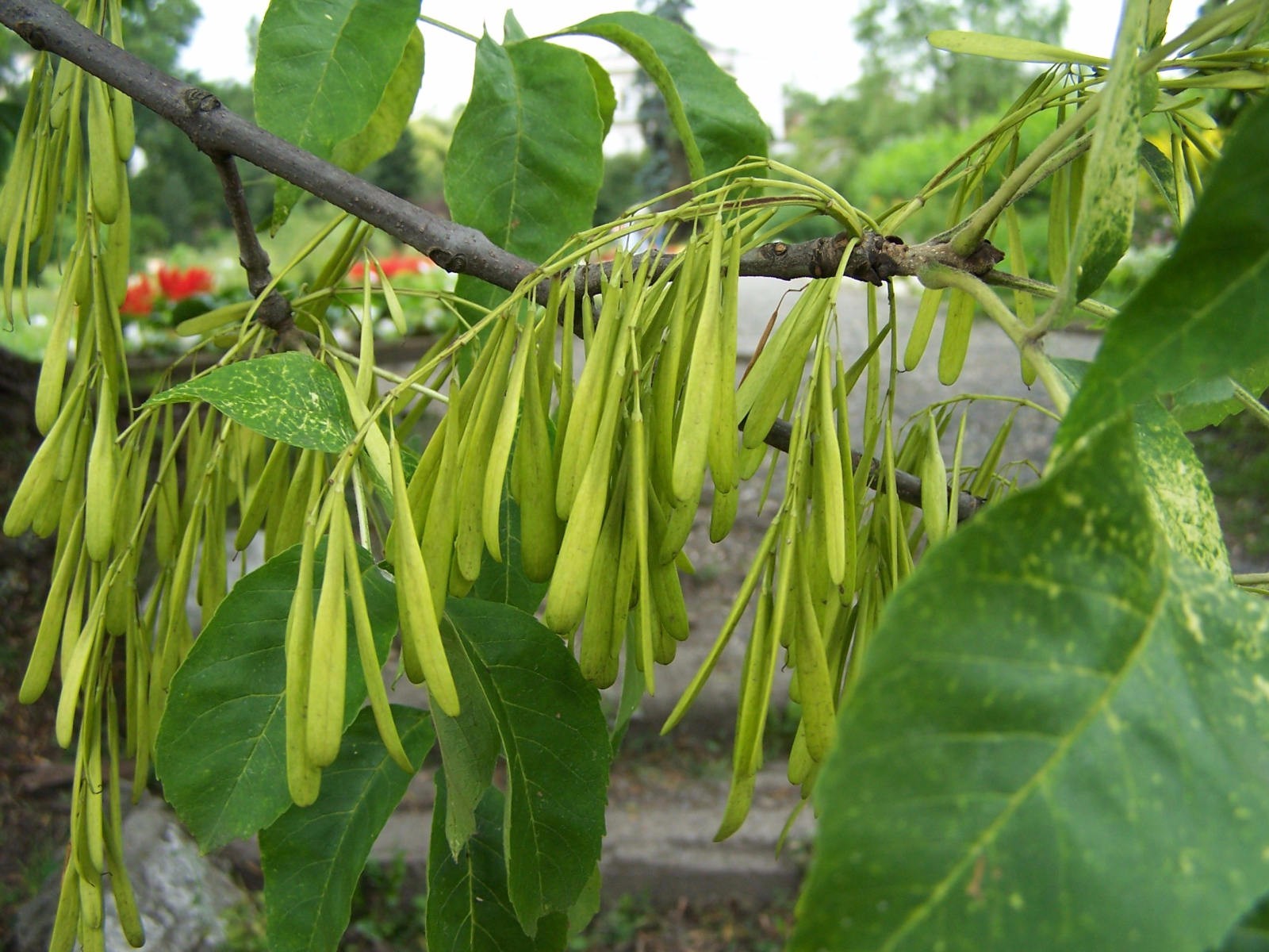 Green Ash Tree Seeds (Fraxinus Pennsylvanica), 25 seeds