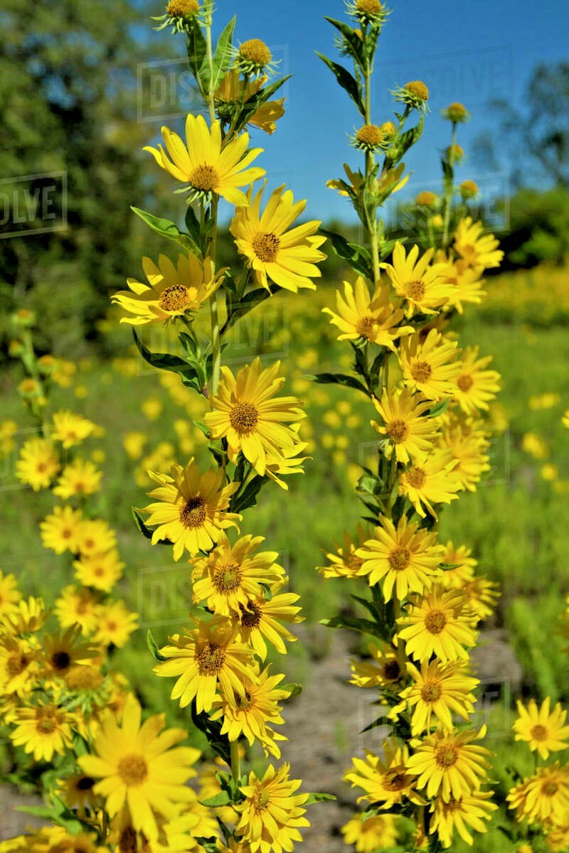 101+MAXIMILIAN Prairie SUNFLOWER Seeds Native Wildflower Heat Cold Drought Fence