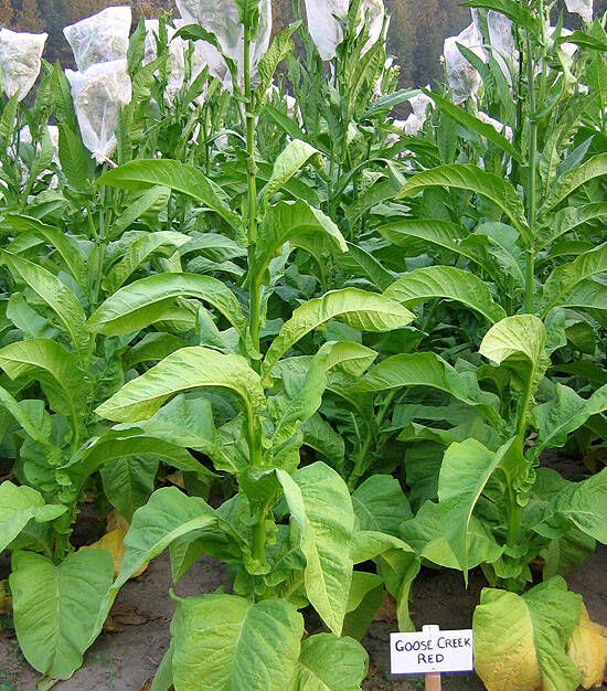 1000 Goose Creek Red Tobacco Seeds ~ Heirloom ~ Dark Virginian Tobacco