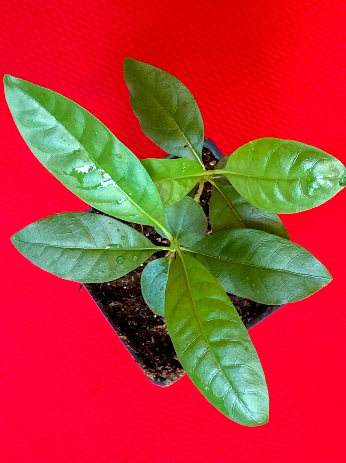Blackberry Jam Fruit Randia Formosa Potted PLANT Tropical Tree Jasmin de Rosa