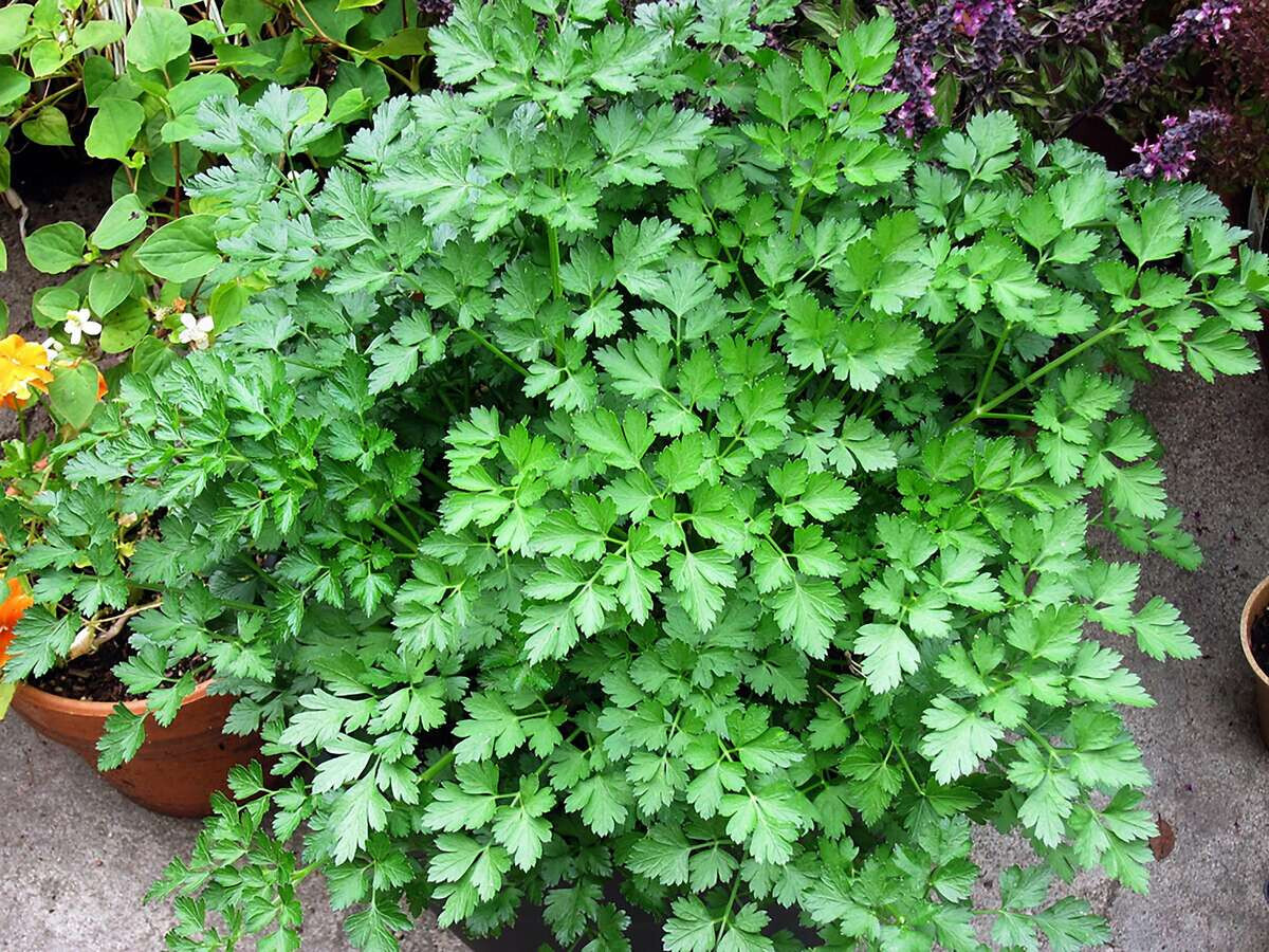 1oz Italian Parsley Seeds Culinary Herb Heirloom Gardening (Approx 18,000 Seeds)