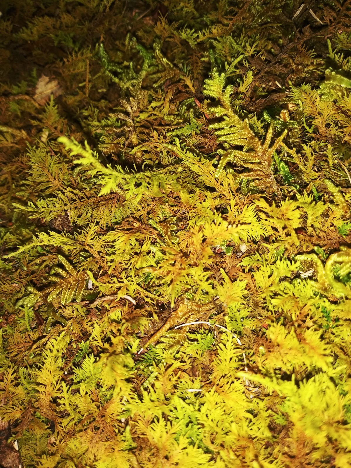 [2] 6×9 Bags Sheet/Fern/Mood Moss Assortment for Terrarium Vivarium Fairy Garden
