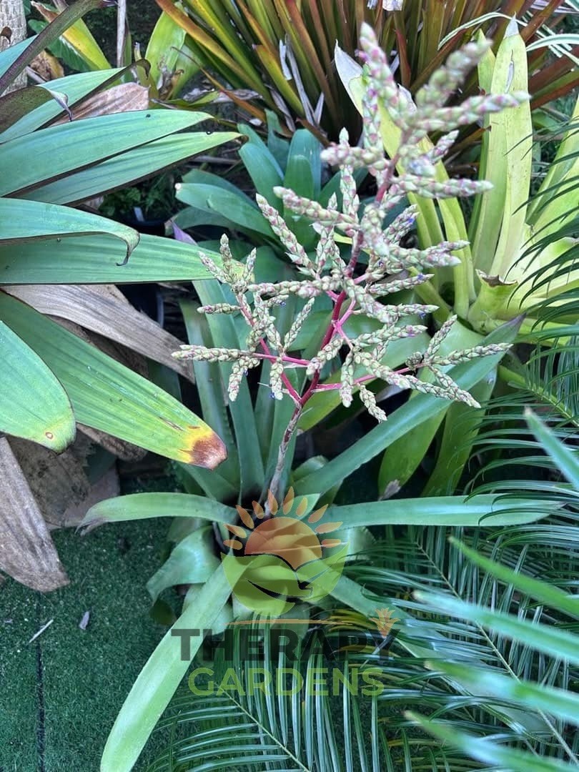 Bromeliad Sale! Hohenbergia ‘Bloody Saber’ (P. Finlayson)