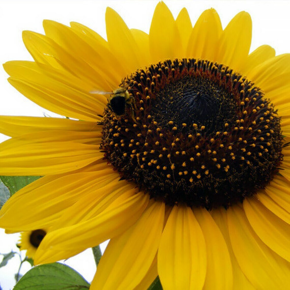 Helianthus Annuus American Wild Child Multi-Branch 4-6 inch SunFlowers~20 Seeds
